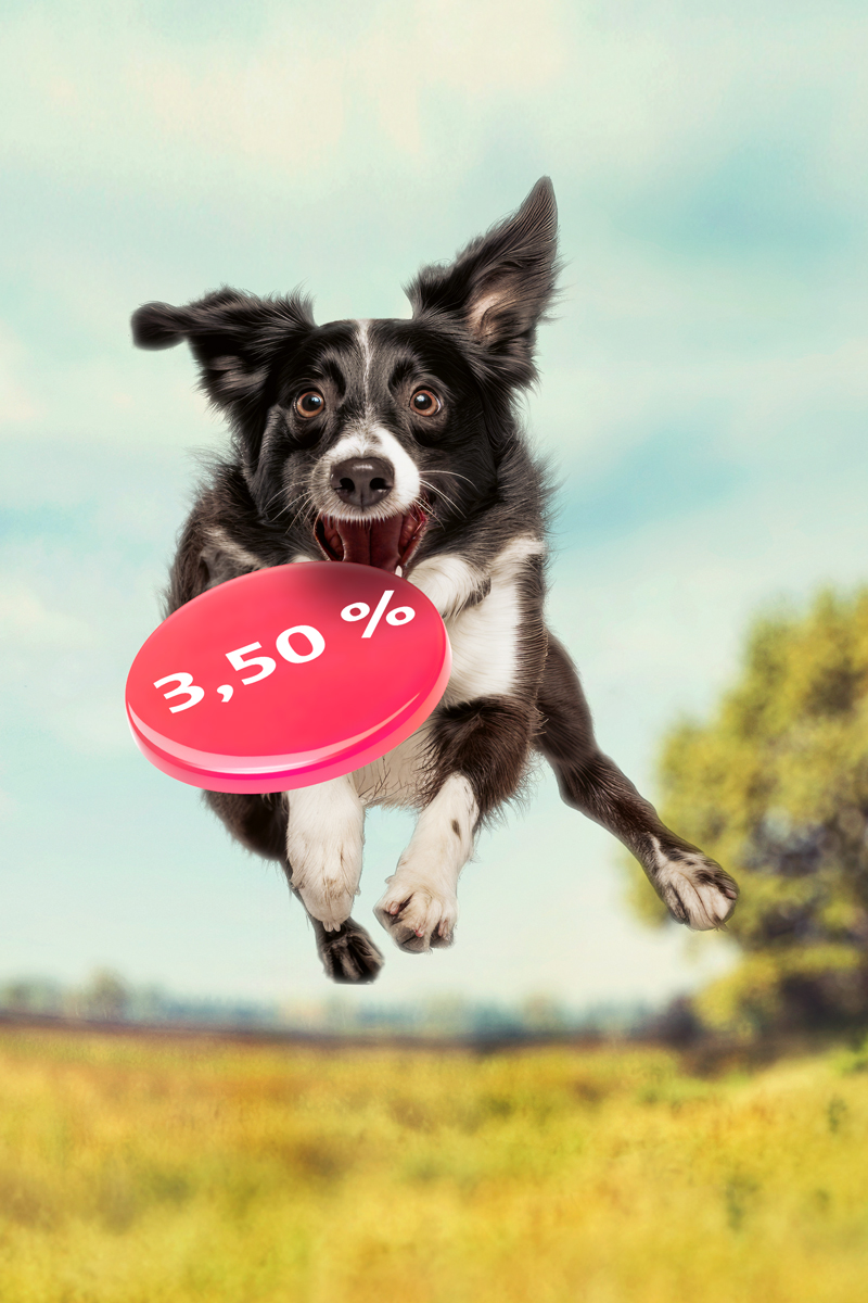 Hund springt in die Luft und fängt einen Frisbee.